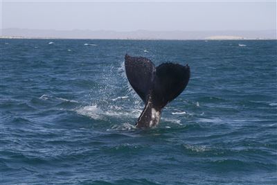 Whale Watching Baja California